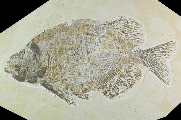 Bargain, Phareodus Fossil Fish - Scarce Species #122656